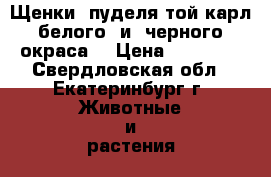 Щенки  пуделя той-карл. белого  и  черного  окраса. › Цена ­ 50 000 - Свердловская обл., Екатеринбург г. Животные и растения » Собаки   